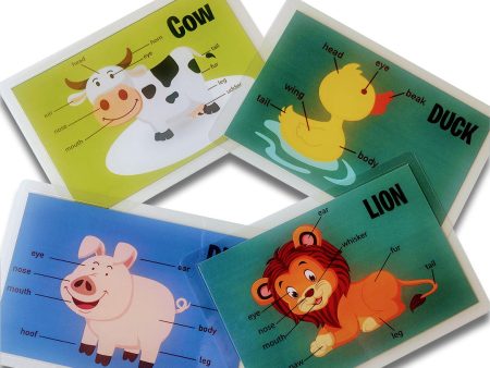 Animal Body Parts Flashcards Online Sale