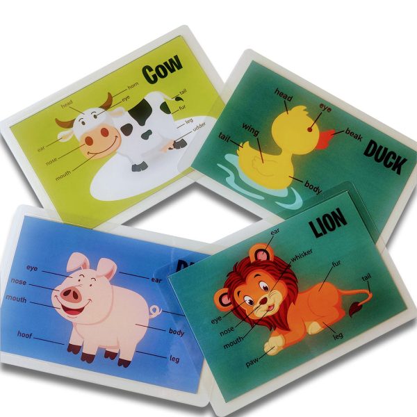 Animal Body Parts Flashcards Online Sale